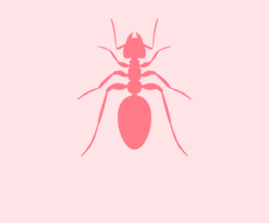 Icon of an ant