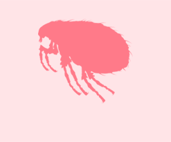 Icon of a bed bug