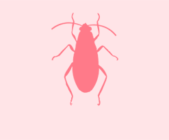 Icon of a boxelder bug