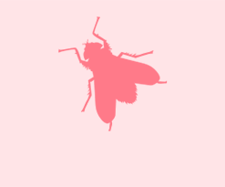 Icon of a fly