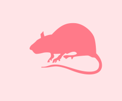Icon of a rodent