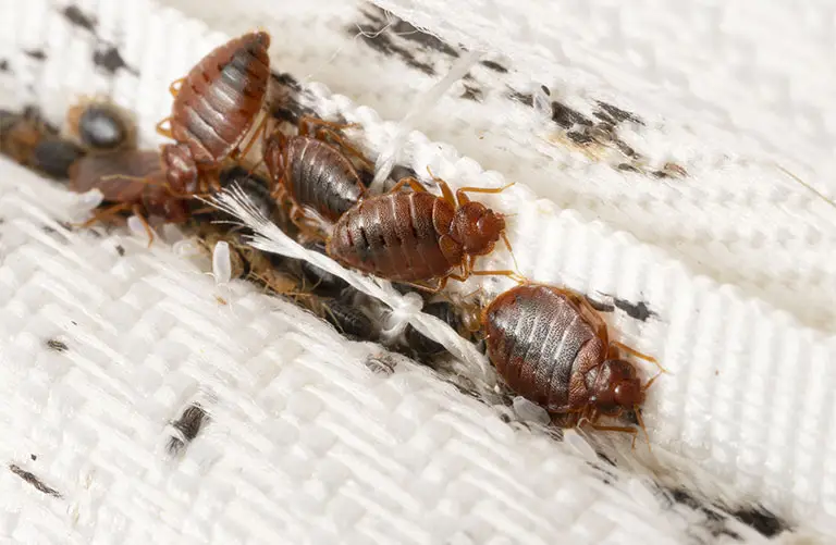 Bed bugs crawling on mattress