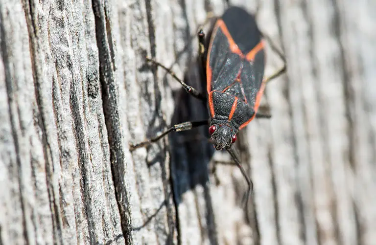 Boxelder bug on wood surface