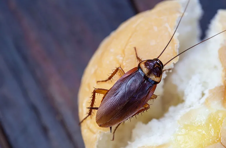 Cockroach on a biscuit