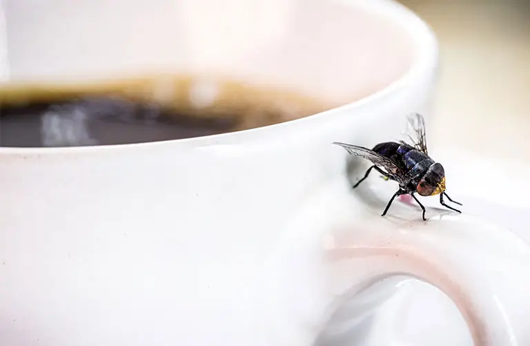Fly on coffee mug