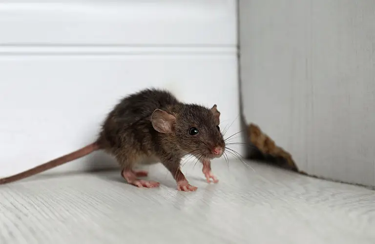Rat on the floor in the corner