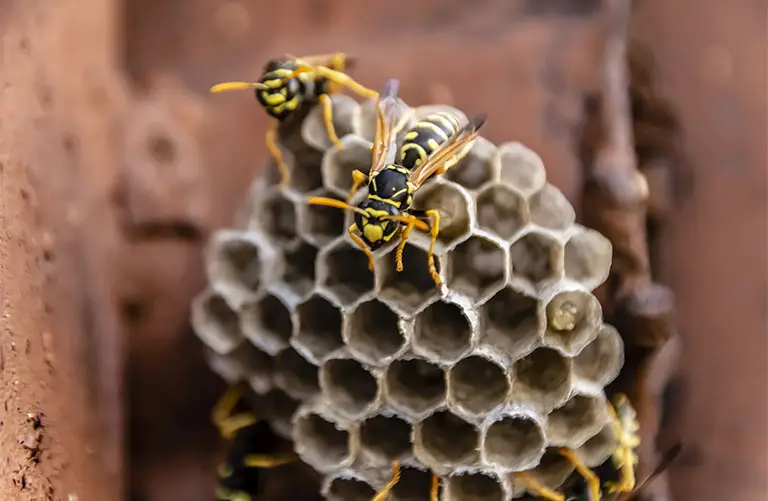 Wasps crawling on nest