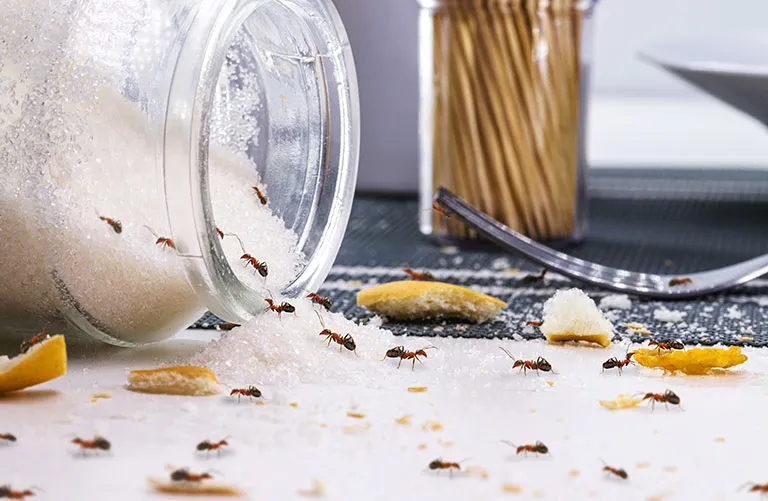 Ants crawling around a tipped over jar of sugar
