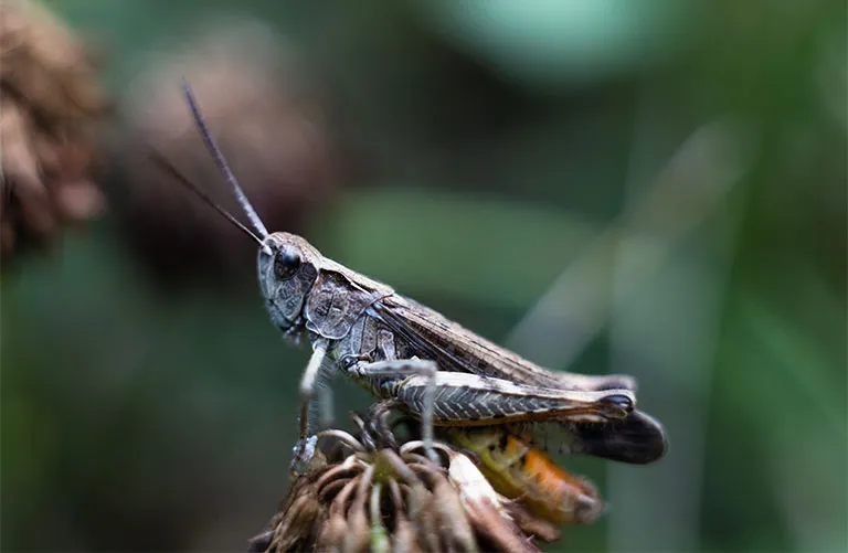 Grasshopper on leaf in garden