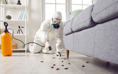 6 Things You Need to Know About Pest Control For Apartments