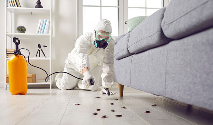 6 Things You Need to Know About Pest Control For Apartments