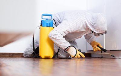 9 Reasons You Should Leave Pest Control to the Professionals