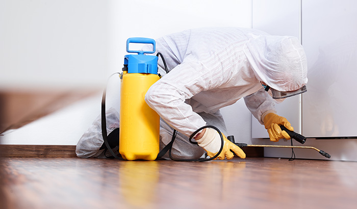 9 Reasons You Should Leave Pest Control to the Professionals