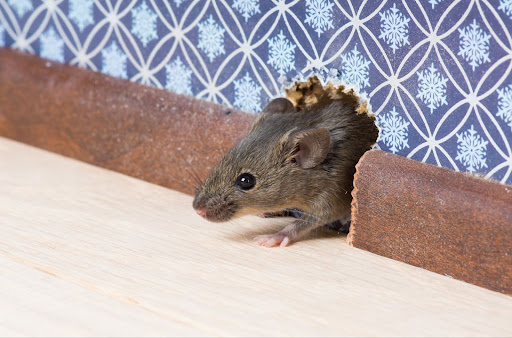 How Often Should An Apartment Get A Pest Control Service?