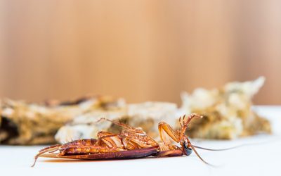 5 Tips for Getting Rid of Roaches in Utah