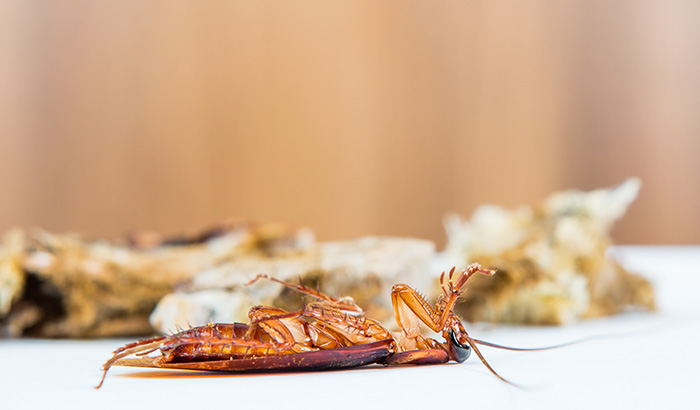 5 Tips for Getting Rid of Roaches in Utah