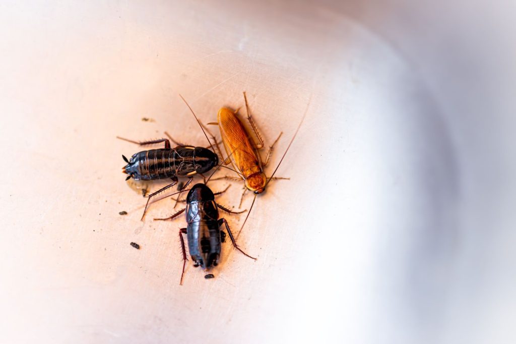 5 Tips for Getting Rid of Roaches in Utah