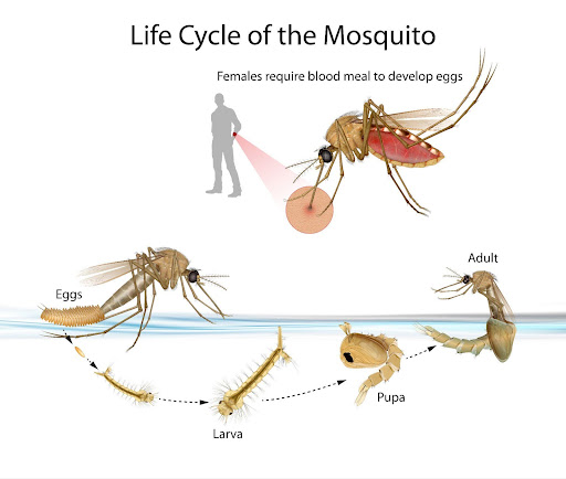 Life Cycles