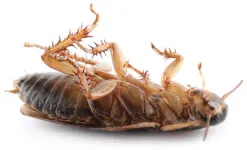 Utah Cockroach Pest Control