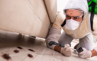 Can I DIY Pest Control? 10 Things You Hadn’t Thought Of